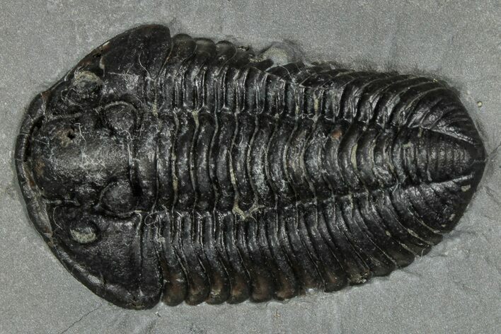 Calymene Niagarensis Trilobite Fossil - New York #357099